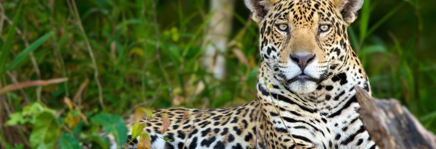 Imagem de um jaguar em seu habitat